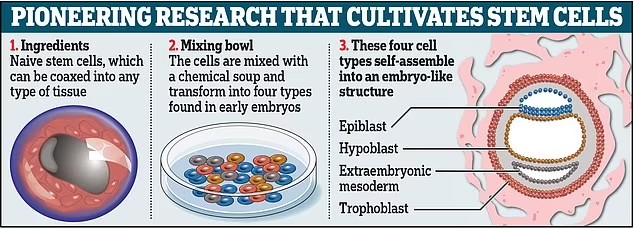 برای اولین بار دانشمندان توانستند در محیط آزمایشگاهی جنین مصنوعی پرورش دهند 2 رشد جنین بدون استفاده از اسپرم و تخمک در محیط آزمایشگاهی برای اولین بار در جهان