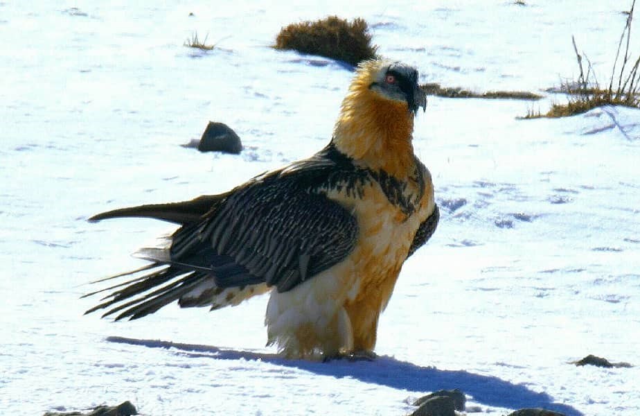 حیات وحش شمال شرق ایران دیدنی شد / ثبت تصویرهایی جدید از پلنگ ایرانیحیات وحش شمال شرق ایران دیدنی شد / ثبت تصویرهایی جدید از پلنگ ایرانی 1 مستند , سینمای ایران , یوزپلنگ ایرانی ,