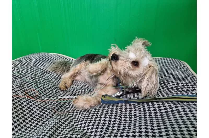 1702678184 619 شکل سر سگ‌ها می‌تواند بر مقدار خواب آنها اثرگذار باشد.webp