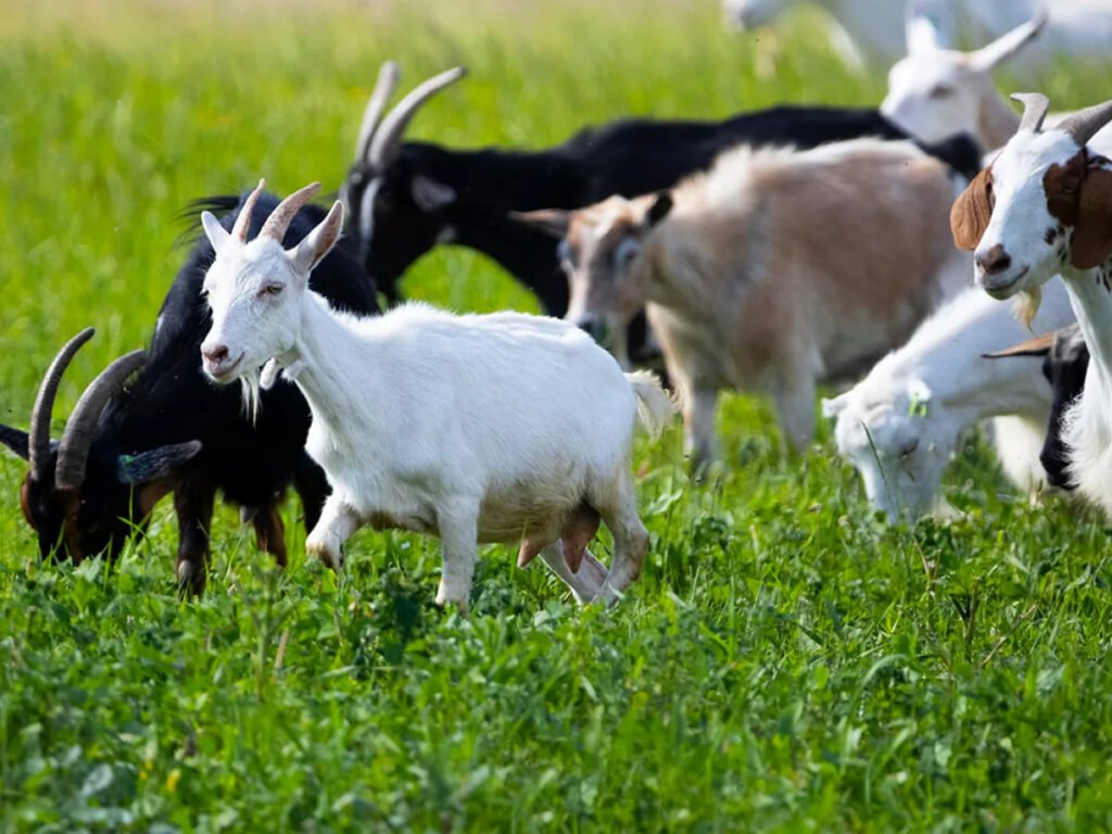 1707709532 375 بزها می‌توانند شاد یا عصبی‌بودن انسان‌ را از طریق صدای