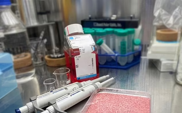 1708405035 95 پرورش گوشت گاو داخل دانه های برنج و تشکیل غذایی