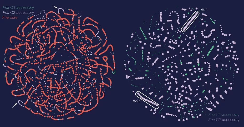 فوزوباکتریوم