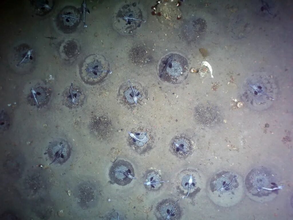 شهر ماهی ها