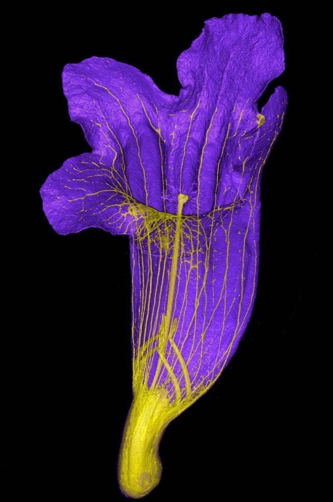 مسابقه عکاسی میکروسکوپی