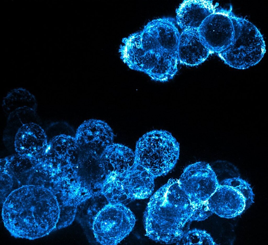 مسابقه عکاسی میکروسکوپی