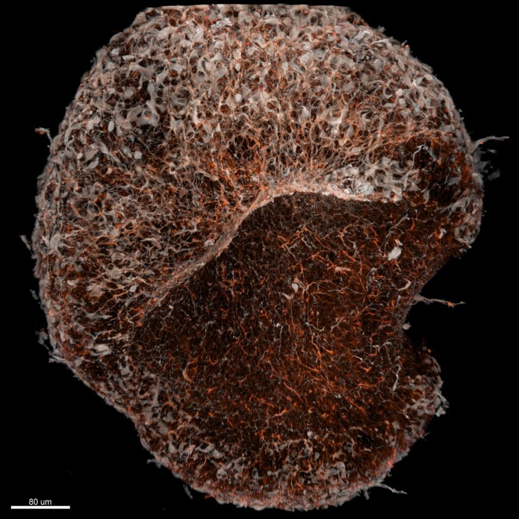 مسابقه عکاسی میکروسکوپی