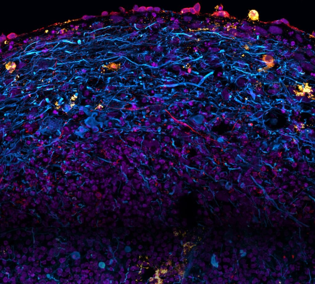 مسابقه عکاسی میکروسکوپی