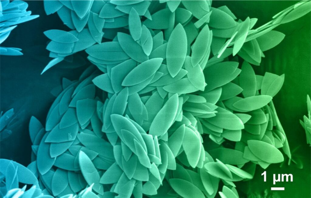 مسابقه عکاسی میکروسکوپی