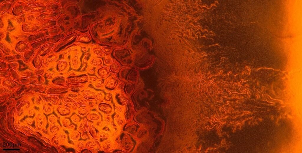 مسابقه عکاسی میکروسکوپی