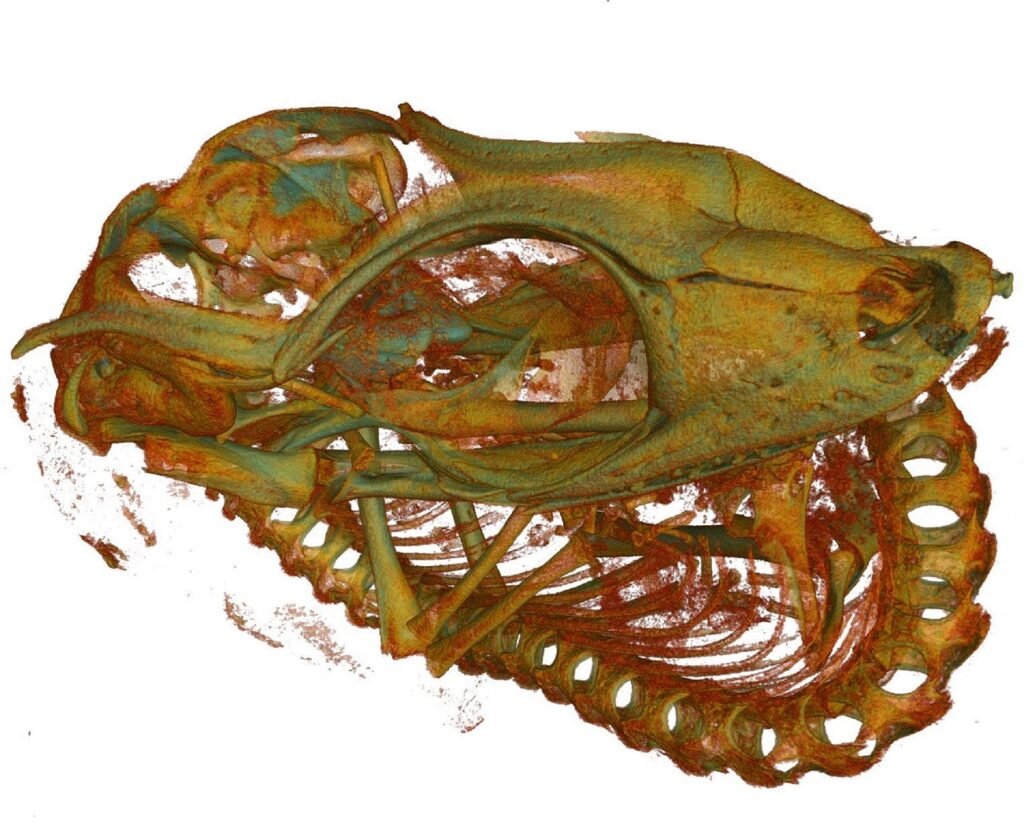 مسابقه عکاسی میکروسکوپی