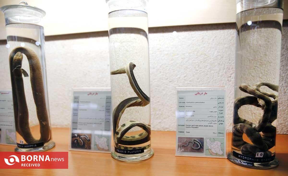 تولید پادزهرهای نجات‌بخش در ایران/ سالانه ۱۰ هزار ایرانی از مرگ حتمی نجات می‌یابند