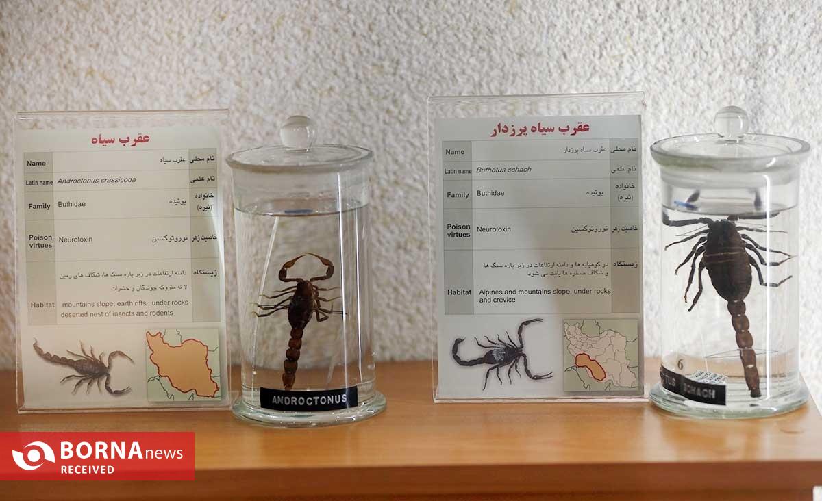 تولید پادزهرهای نجات‌بخش در ایران/ سالانه ۱۰ هزار ایرانی از مرگ حتمی نجات می‌یابند