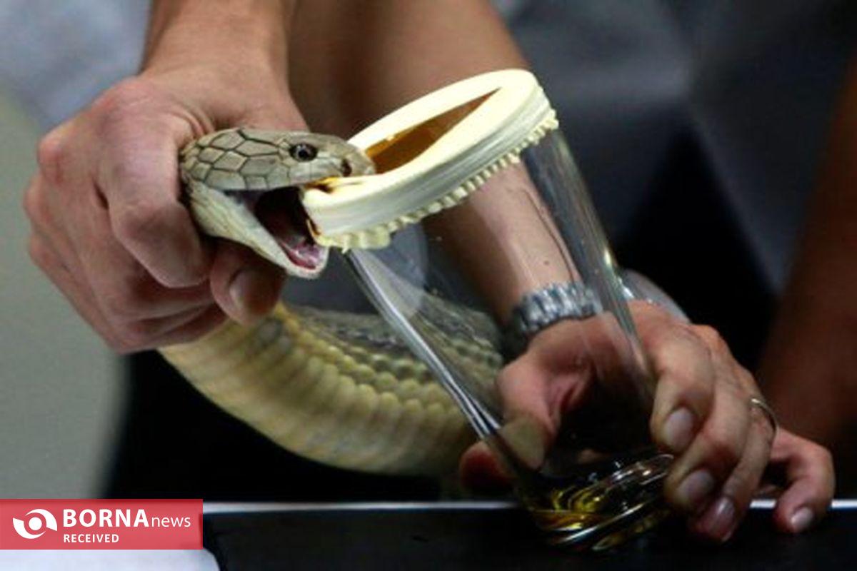 تولید پادزهرهای نجات‌بخش در ایران/ سالانه ۱۰ هزار ایرانی از مرگ حتمی نجات می‌یابند