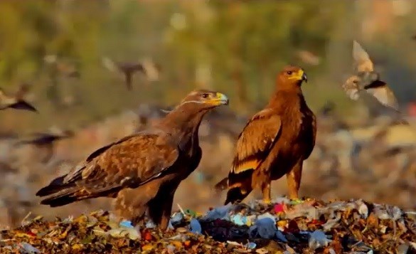 تنوع حیات وحش، بیخ گوش مردم پایتخت!_غروب شهر 1 مستند , شهرداری تهران , سینما , تلویزیون ,