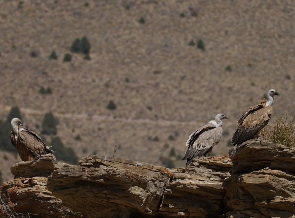 تصاویر مستند و دیدنی از "پلنگ ایرانی" در قلب جهان!_غروب شهر 1 مستند , سینما , تلویزیون ,