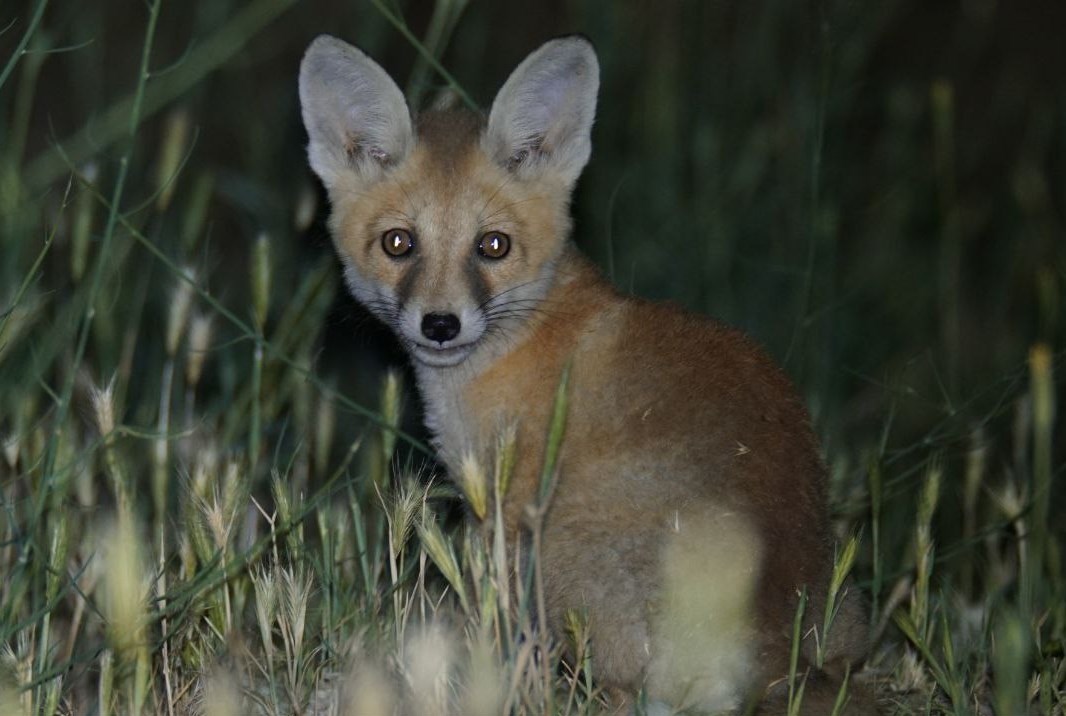 تصاویر مستند و دیدنی از "پلنگ ایرانی" در قلب جهان!_غروب شهر 3 مستند , سینما , تلویزیون ,