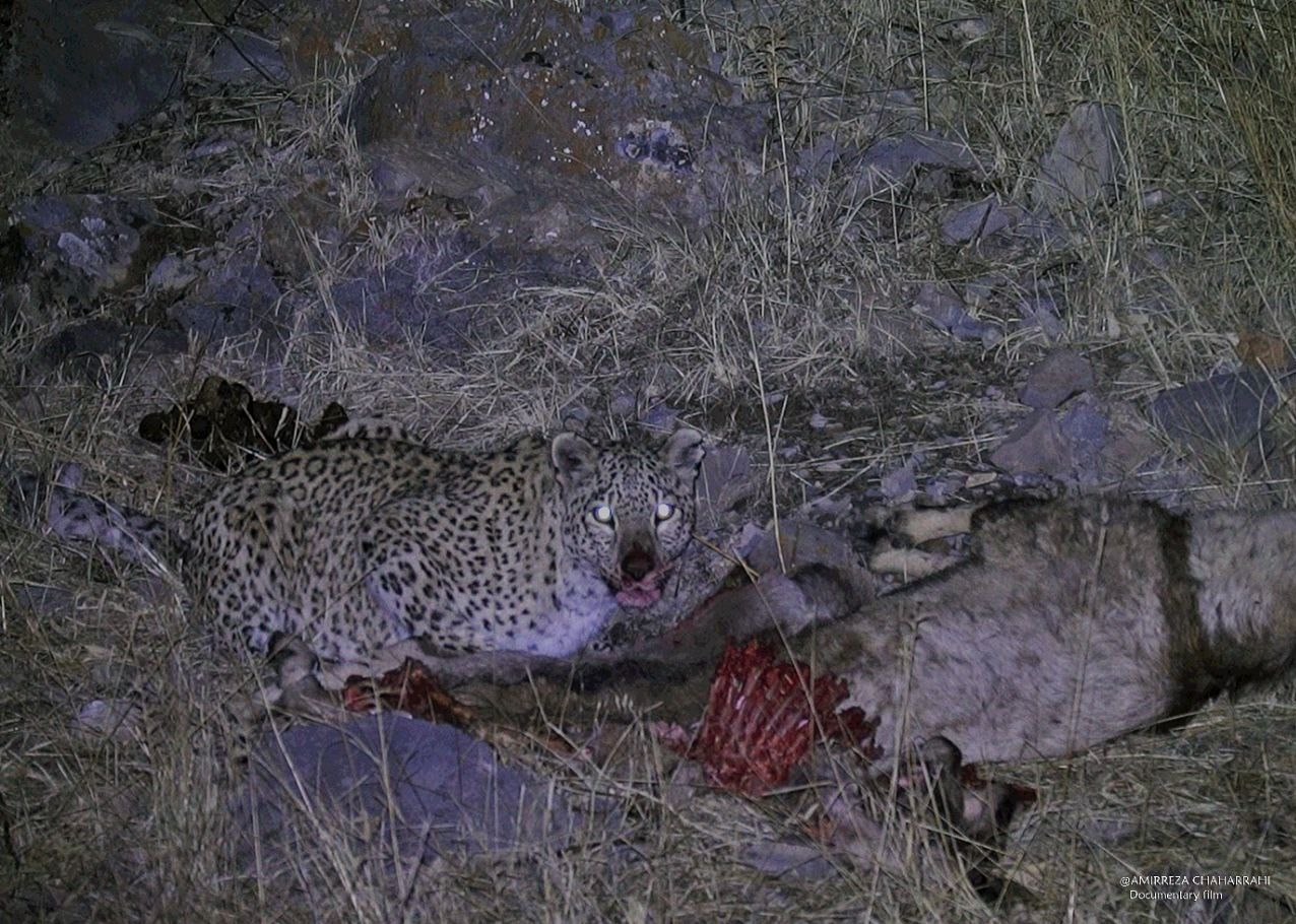تصاویر مستند و دیدنی از "پلنگ ایرانی" در قلب جهان!_غروب شهر 4 مستند , سینما , تلویزیون ,