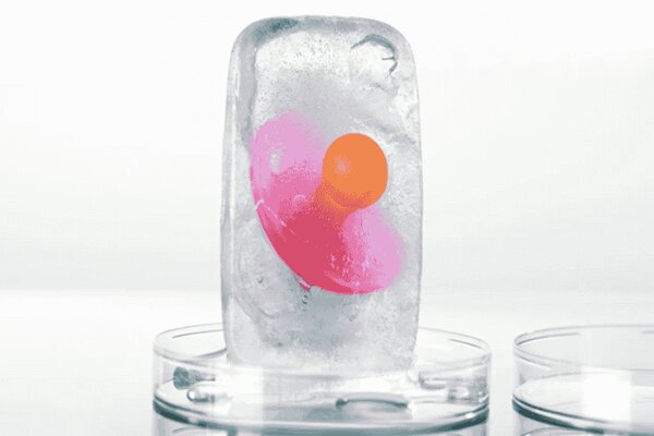 پشت‌ صحنه لقاح مصنوعی در ایران؛ روایتی از امید و انتخاب‌های دشوار