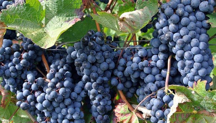 میوه بهشتی برای سلامت قلب و مغز - غروب شهر 1 نهال انگور دیم : 8 رقم انگور مناسب مناطق کم آب