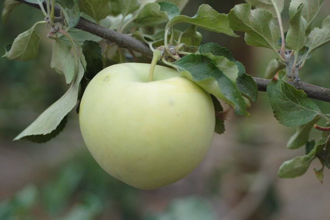 میوه خوش عطر تابستان؛ درمانگر معده و اعصاب - غروب شهر 1 کاشت سیب گلاب | آل کود